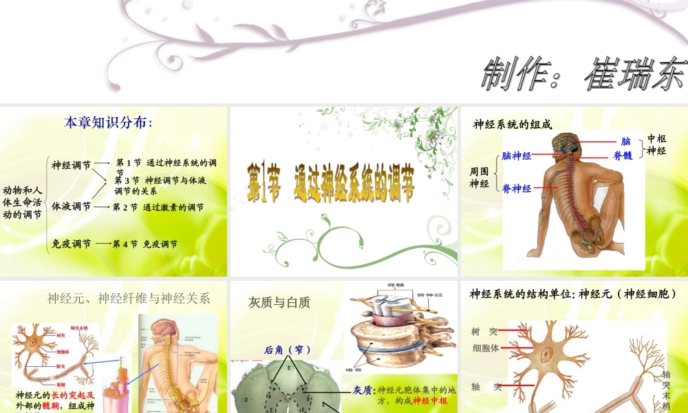 《通过神经系统的调节》