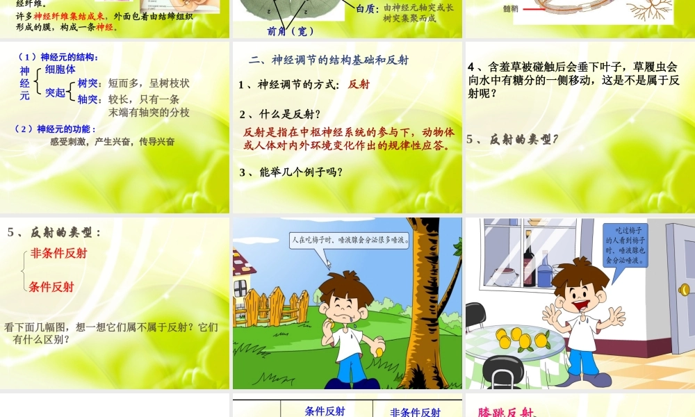 《通过神经系统的调节》