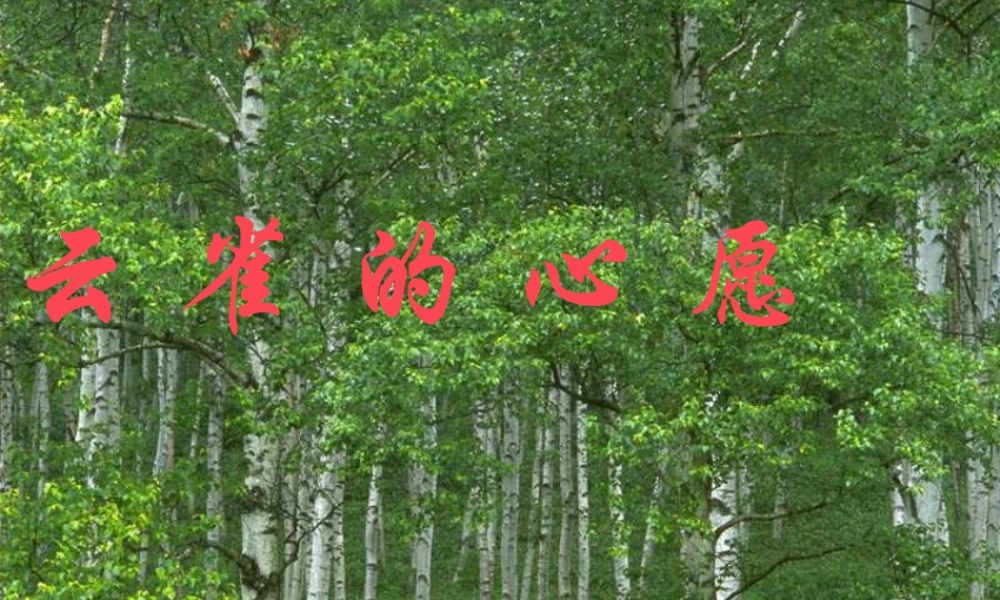 云雀的心愿最新修改版