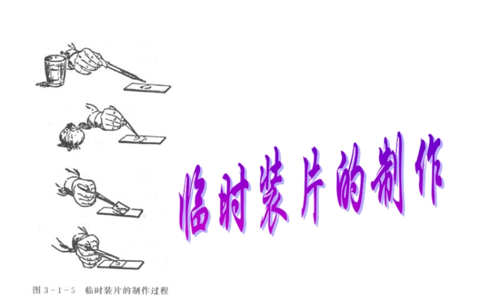 临时装片的制作(实验)