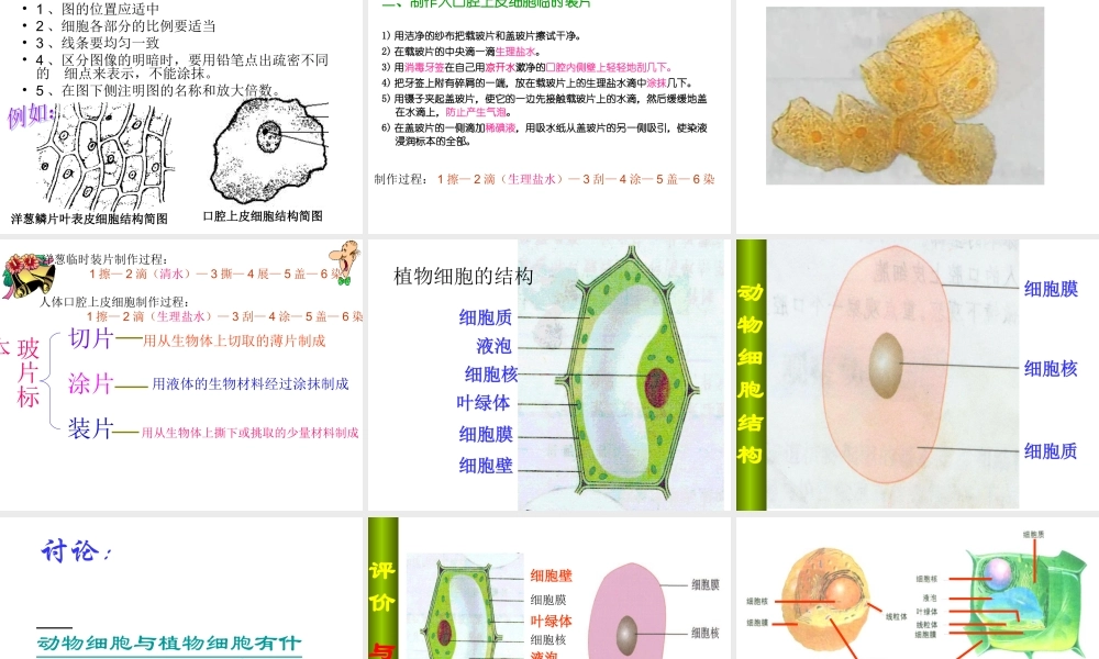 临时装片的制作(实验)