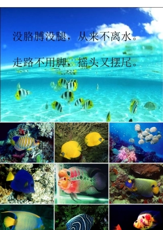 《热带鱼》课件(1)