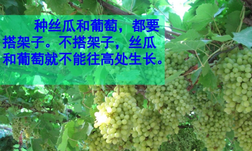 爬山虎的脚 (4)