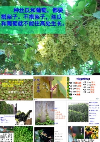 爬山虎的脚 (4)