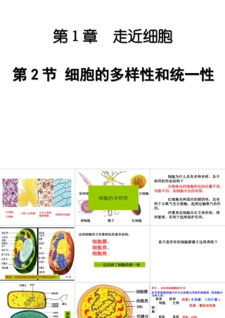 人教版必修1第一章第二节细胞的多样性和统一性（共26张PPT）