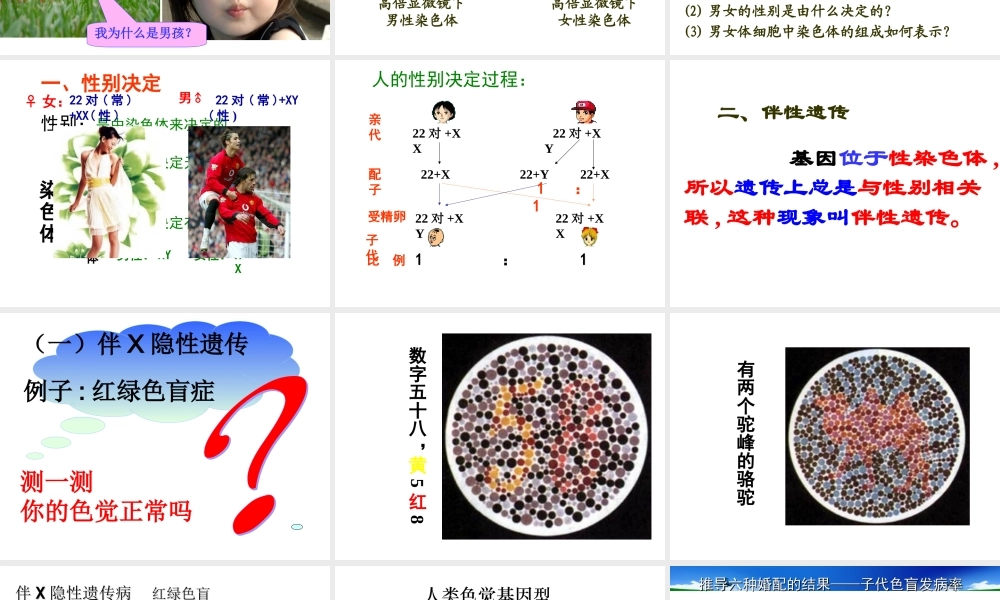 姜珊伴性遗传