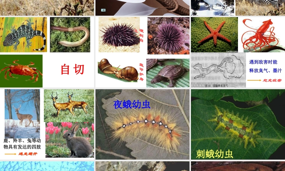 动物怎样保护自己