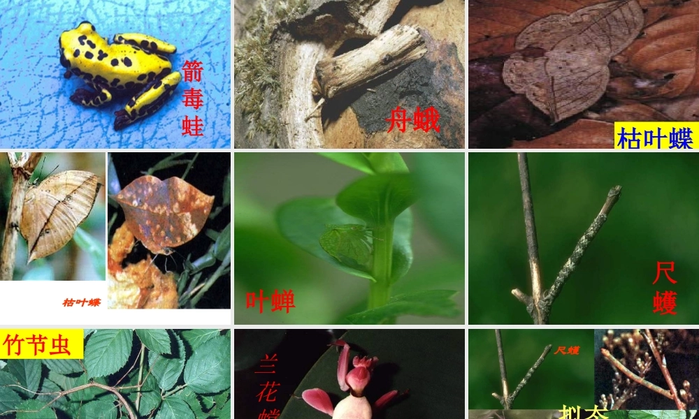 动物怎样保护自己