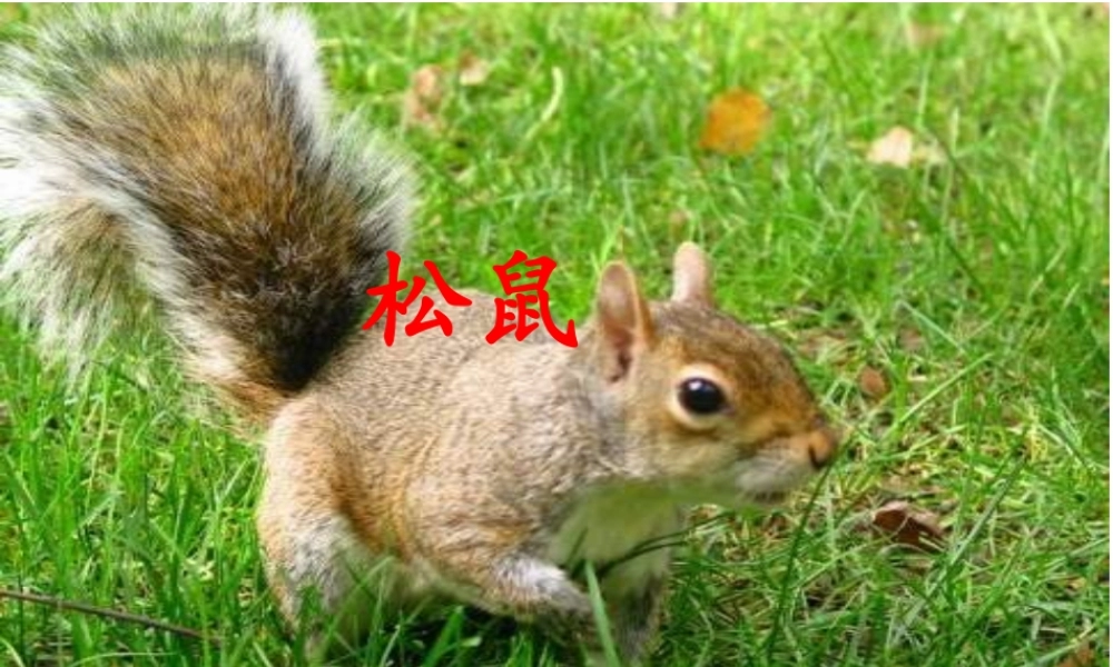 李明辉《松鼠》课件