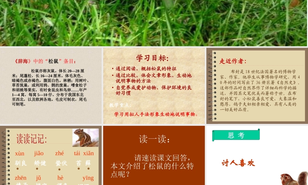 李明辉《松鼠》课件