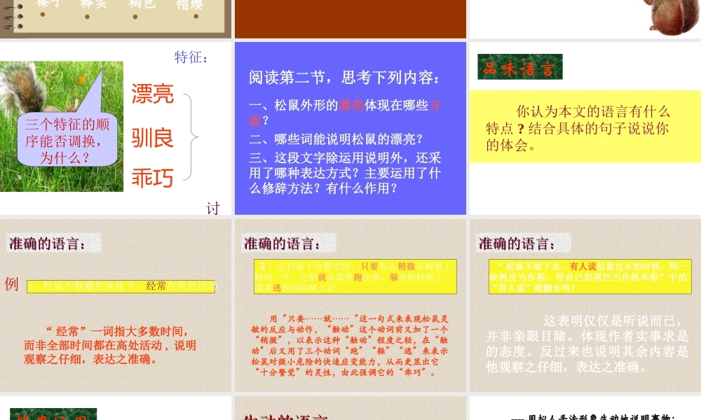 李明辉《松鼠》课件