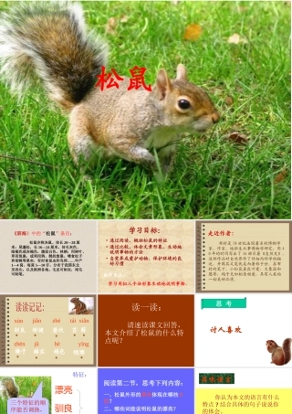 李明辉《松鼠》课件