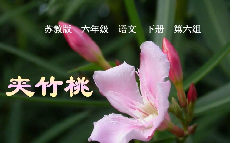《夹竹桃》PPT课件