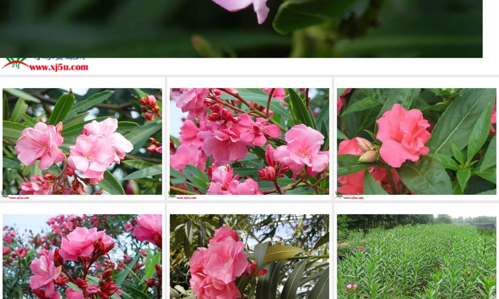 《夹竹桃》PPT课件