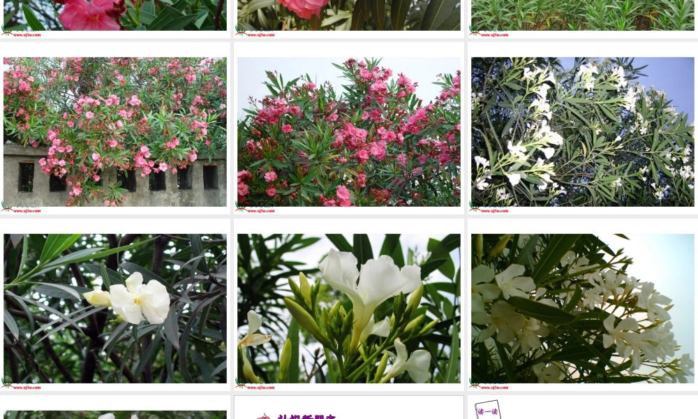 《夹竹桃》PPT课件