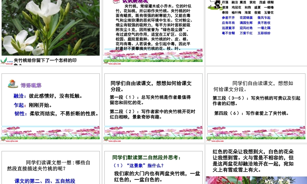 《夹竹桃》PPT课件