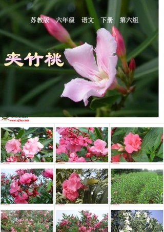 《夹竹桃》PPT课件