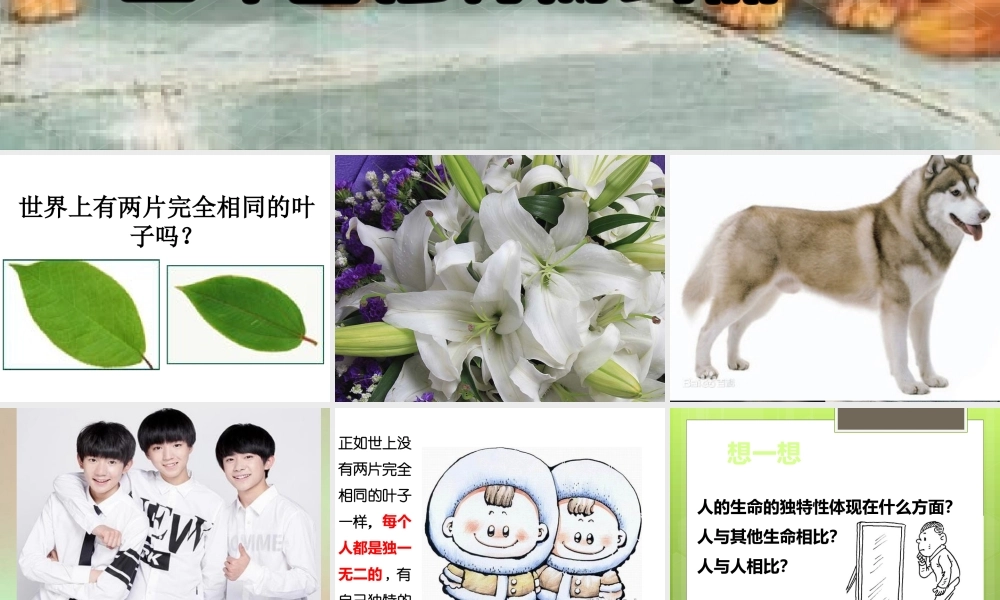 （二）生命因独特而绚丽