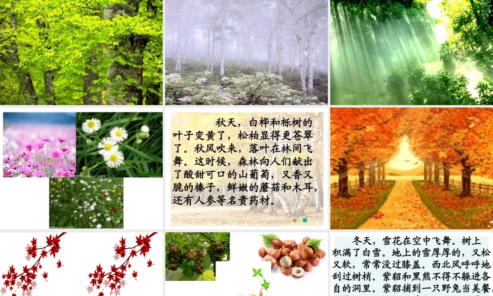 【课件设计】美丽的小兴安岭_语文_小学_张平_49400959-X