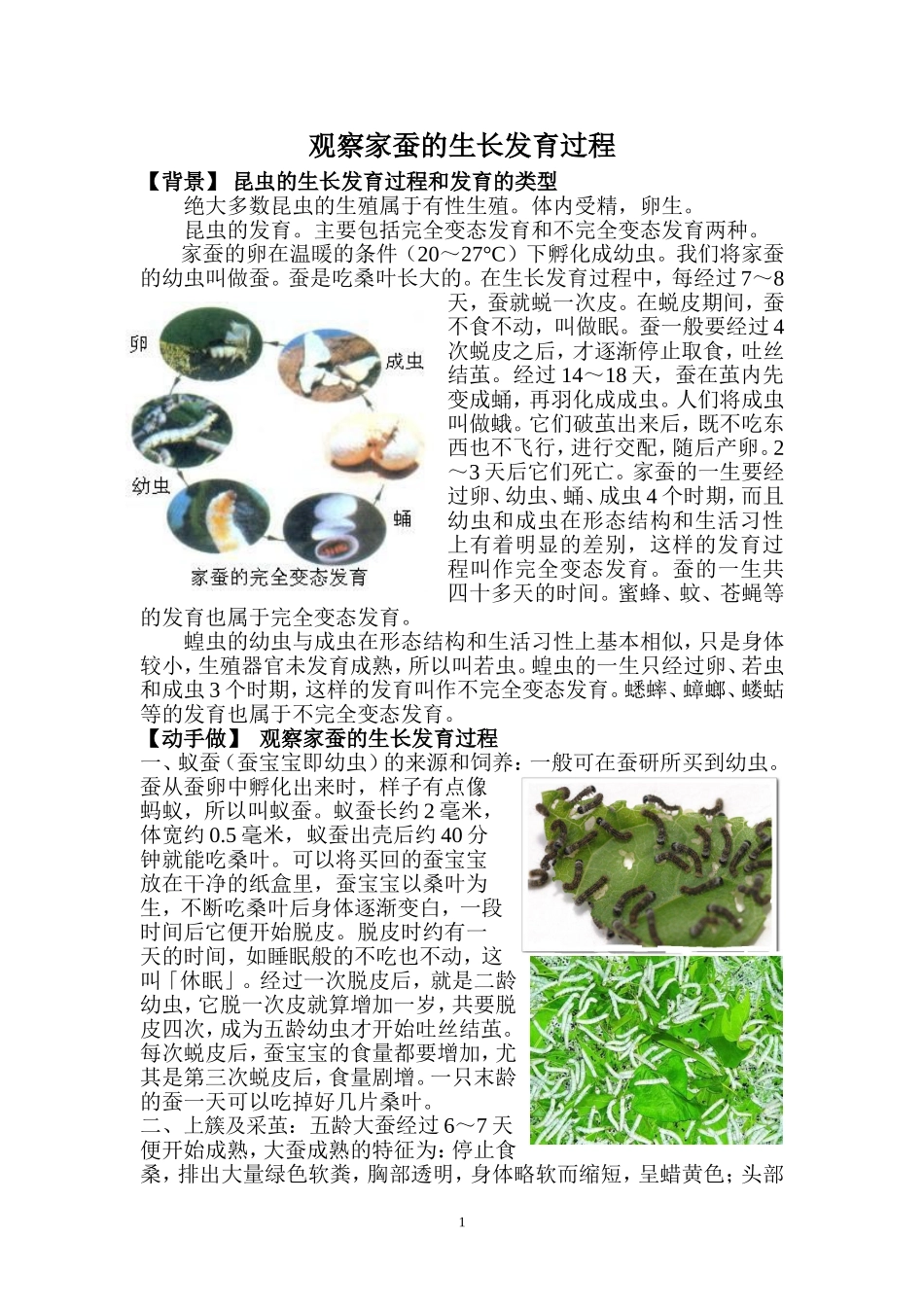 观察家蚕的生长发育过程_第1页