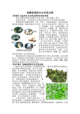 观察家蚕的生长发育过程