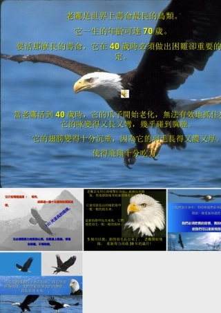 四十歲的老鷹