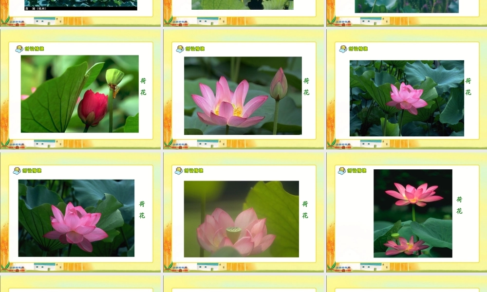 人教新课标三年级语文下册《荷花》PPT课件