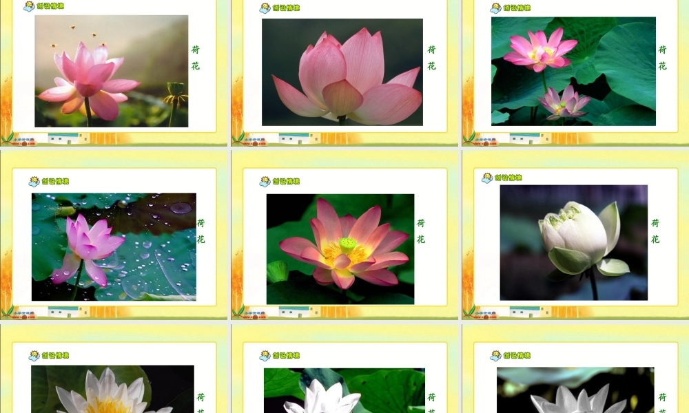 人教新课标三年级语文下册《荷花》PPT课件