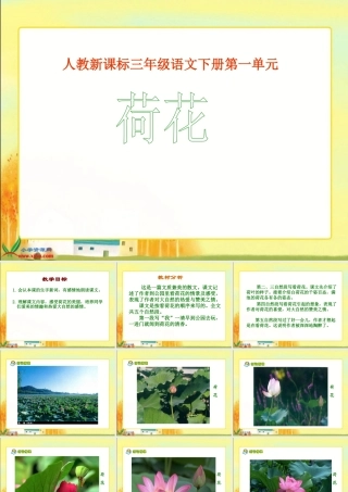 人教新课标三年级语文下册《荷花》PPT课件