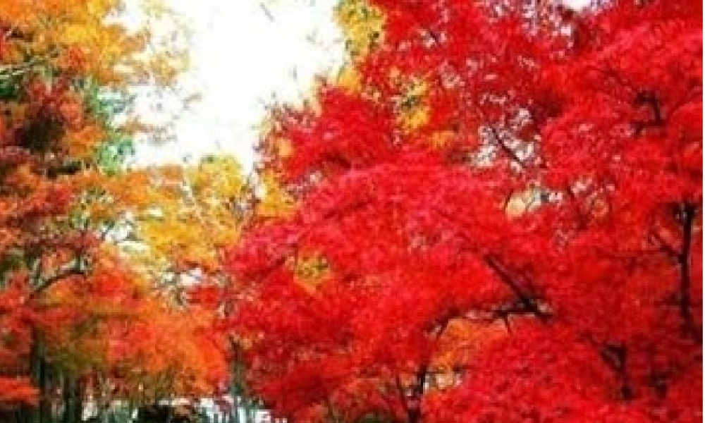 北京的秋天中的景色