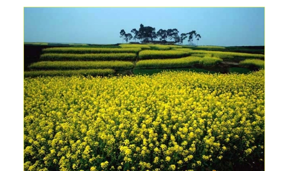 生物生存的家园—生物圈(定）