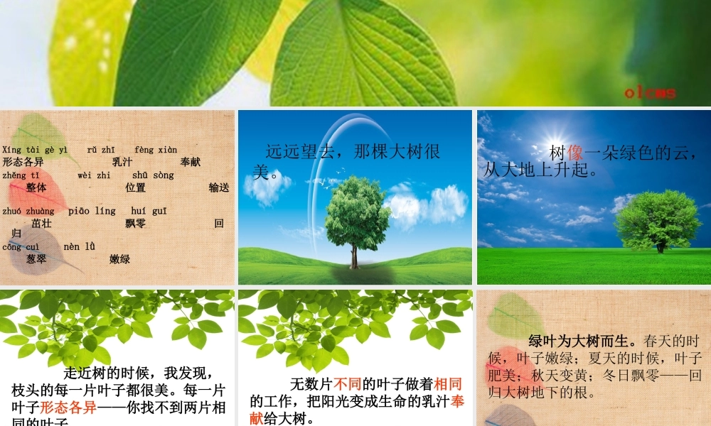 做一片美的叶子 (2)