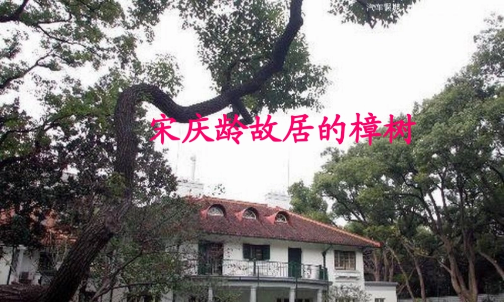 宋庆龄故居的樟树(雷)