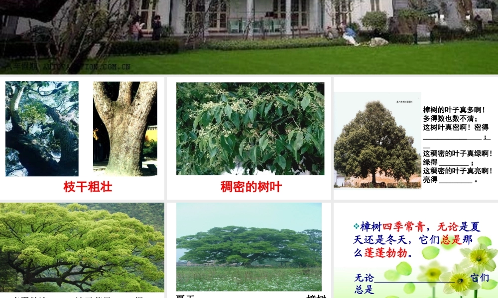 宋庆龄故居的樟树(雷)