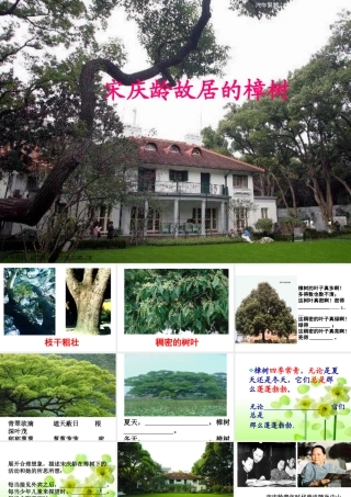 宋庆龄故居的樟树(雷)