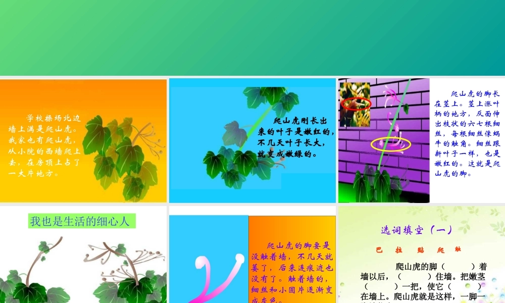 《爬山虎的脚》课件2