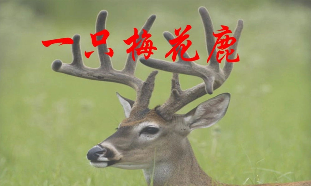 西师版小学三年级语文上册一只梅花鹿课件