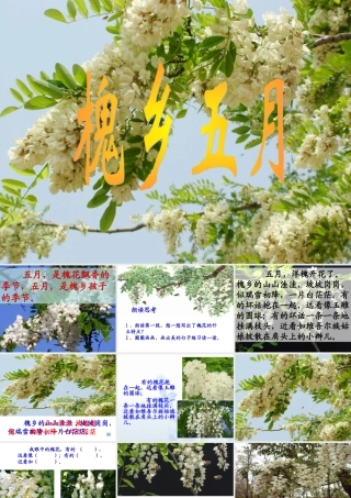 苏教版三下《槐乡五月》课件