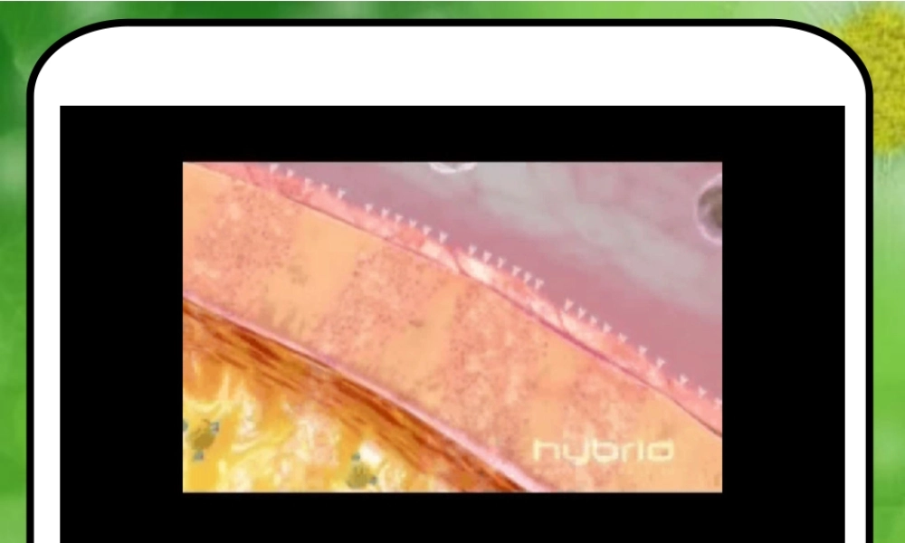 生物膜的流动镶嵌模型——曹正琼3