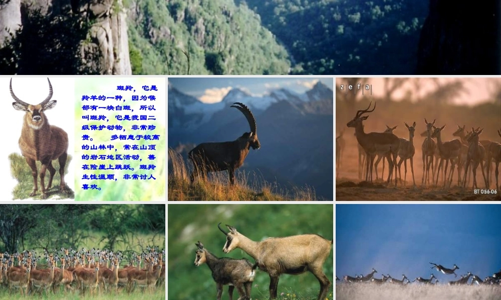 斑羚飞渡（课件）