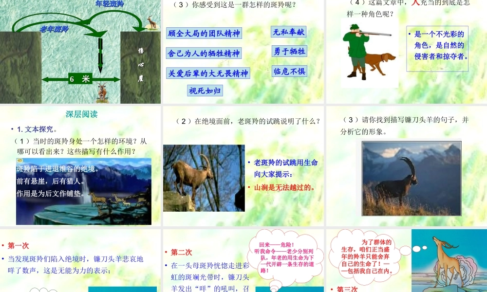 斑羚飞渡（课件）