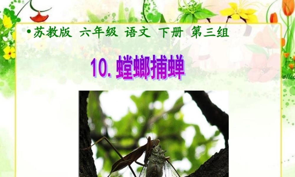 螳螂捕蝉课件1