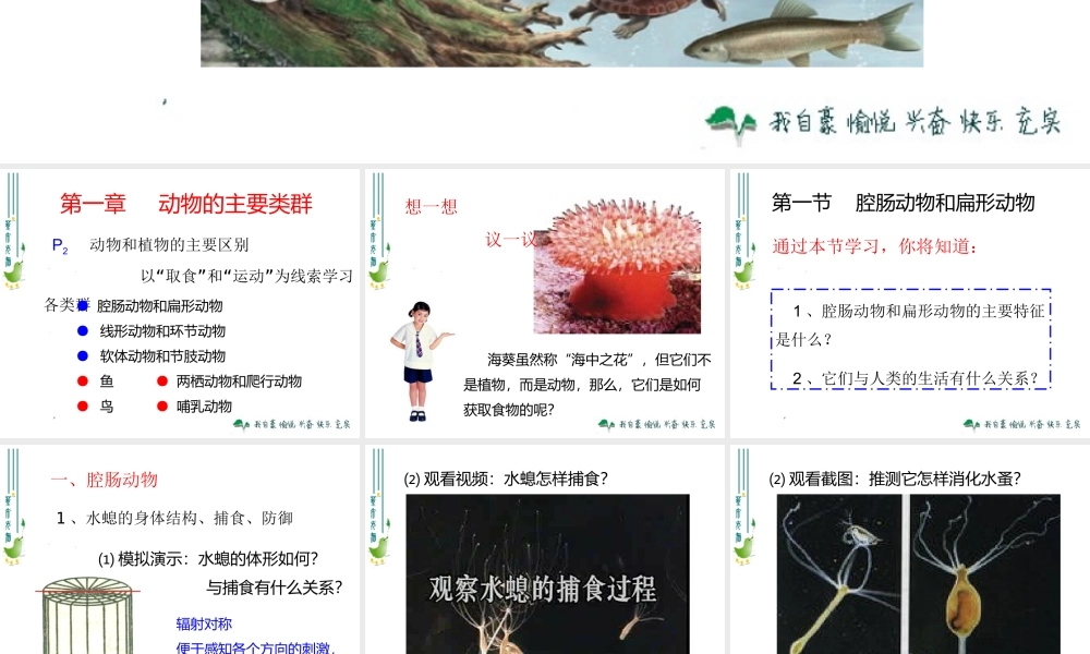 腔肠动物和扁形动物 (2)