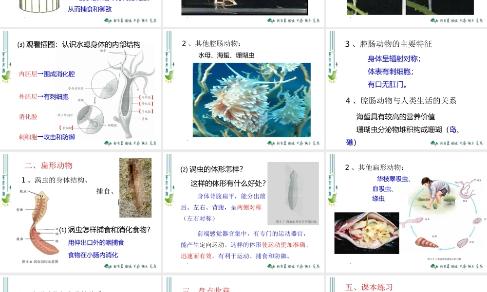 腔肠动物和扁形动物 (2)