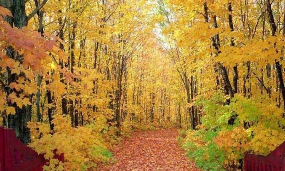 蓝色的树叶 课件