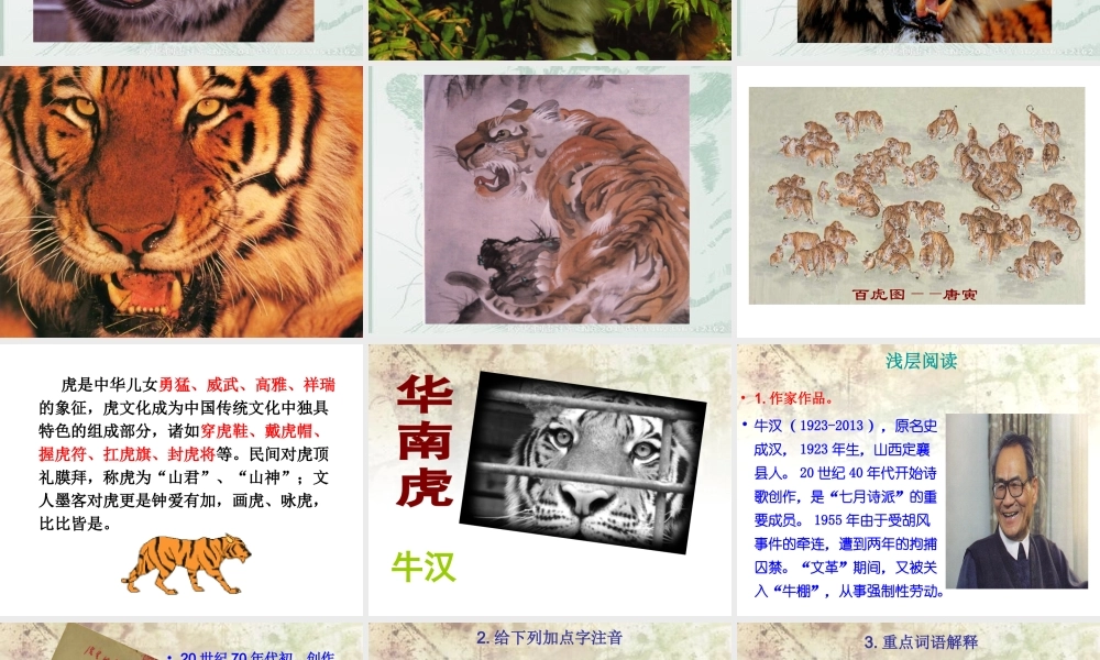 华南虎（上课定件）