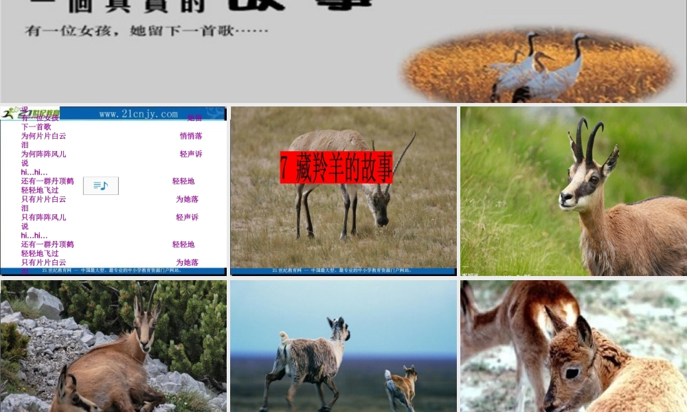 藏羚羊的故事课件
