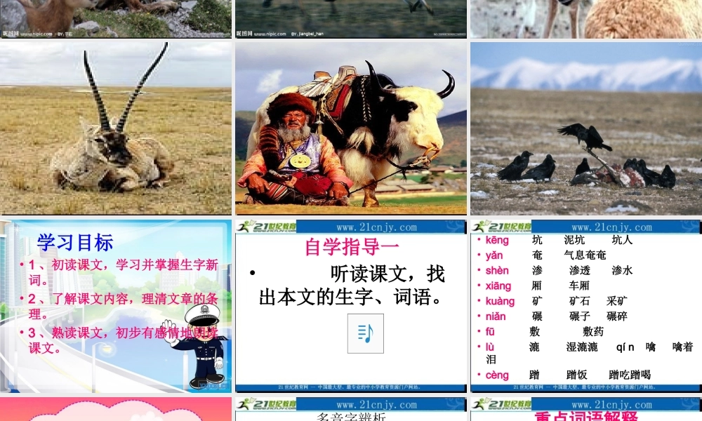藏羚羊的故事课件