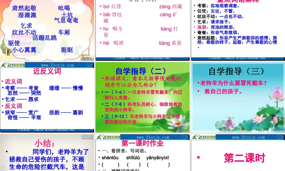 藏羚羊的故事课件