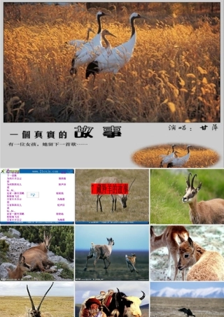 藏羚羊的故事课件